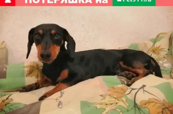 Найдена собака в Чите, ищем хозяина
