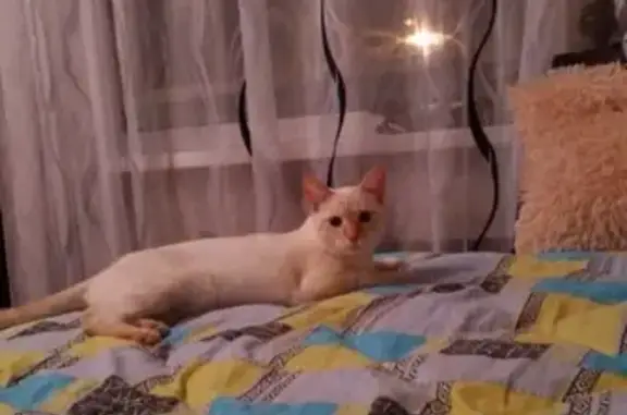 Кошки потеряшки, Тамбов, фото: Потеряшка кот в Тамбове, белый с рыжими ушками