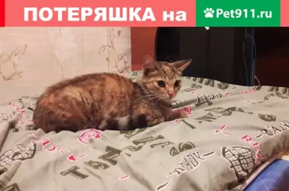 Найдена кошка на ул. Магистральная 38а в Омске