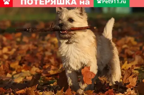 Собаки потеряшки, Москва, фото: Потеряшка собака Лари на Уральской, Москва