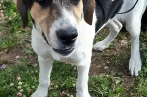 Найдена собака в Малом Верево, Гатчинский район
