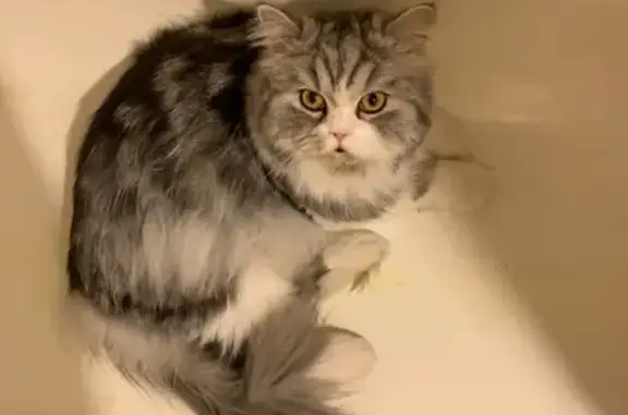 Кошки потеряшки, Москва, фото: Потеряшка кошка Москва, ул. Академика Анохина, 11