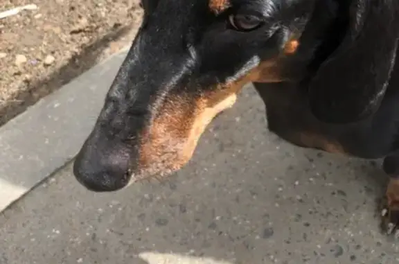 Найдена собака, Москва, фото: Найдена собака на МЦК Ростокино