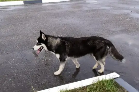Собака найдена в Демихово, ищем хозяина.