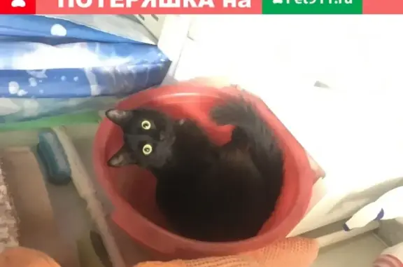 Кошки потеряшки, , фото: Потеряшка кошка Едвига в Уралмаш, Екатеринбург