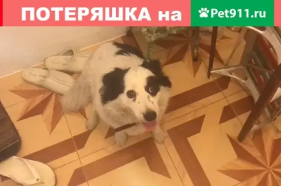 Пропала собака Боня в Новороссийске
