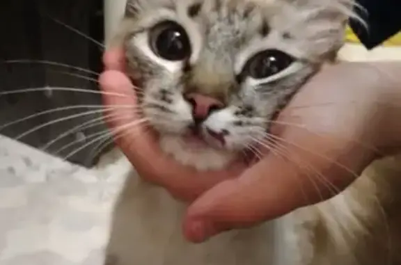 Кошки потеряшки, Ярега, фото: Потеряшка кошка в Яреге, вознаграждение.