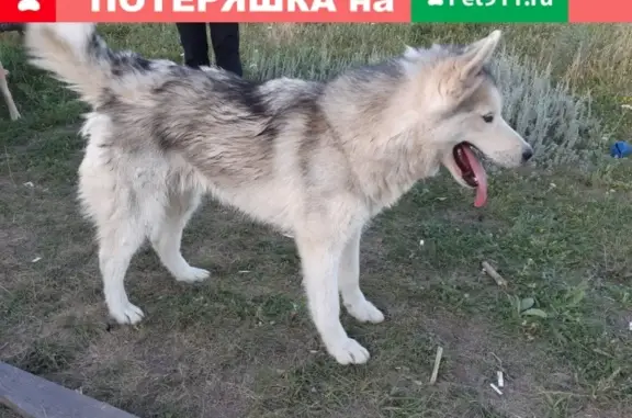Собака найдена на Казацких буграх, возможно потеряшка. Адрес: Старый Оскол, Белгородская область.