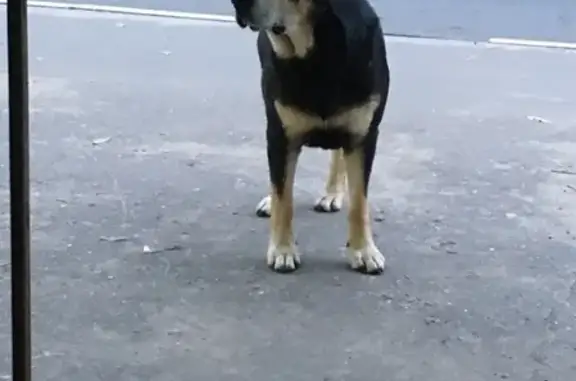 Найдена собака на Проспекте Ленина, Электросталь