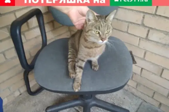 Найдена кошка в Красногорске!