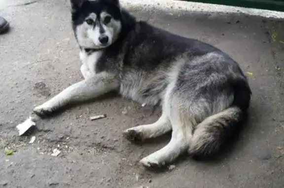 Собака с поврежденной лапой найдена в Орехово-Зуево