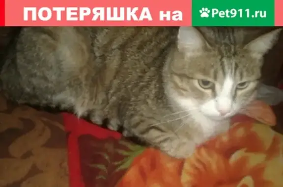 Пропал кот Мусик на ул. Московской, Сыктывкар
