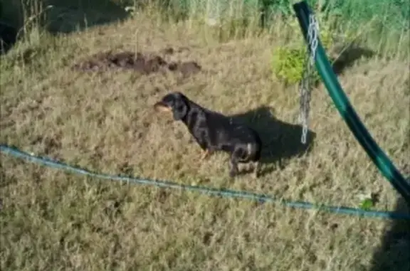 Найдена собака в Дзержинске