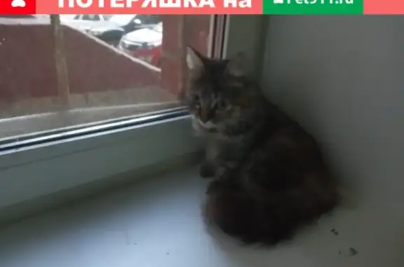 Найдена кошка на ул. Амундсена (Екатеринбург)