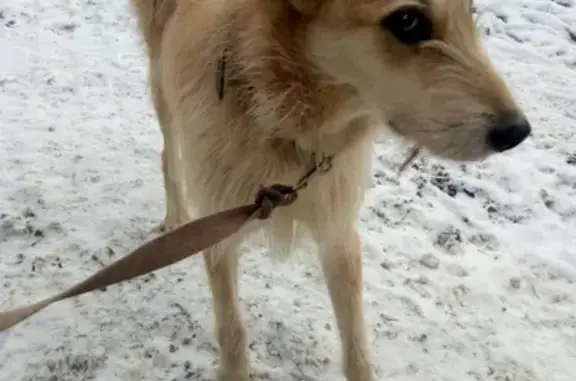Пропала собака в Борисовой Гриве, Всеволожский район