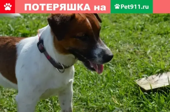 Пропала собака в Зеленогорске, С-Пб, вознаграждение