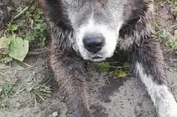 Найдена домашняя собака на Богашевской трассе в Томске
