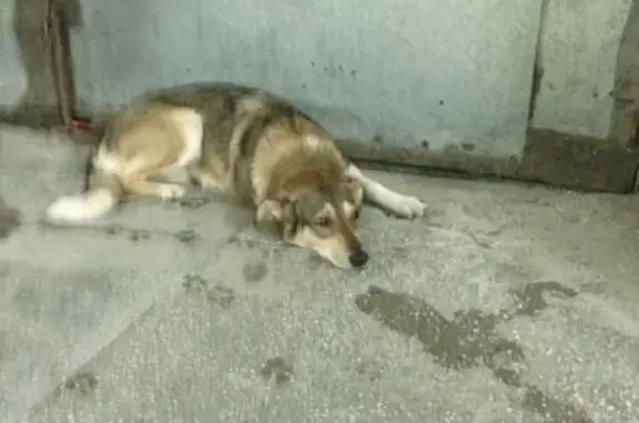 Найдена собака в Северске: контакты в объявлении