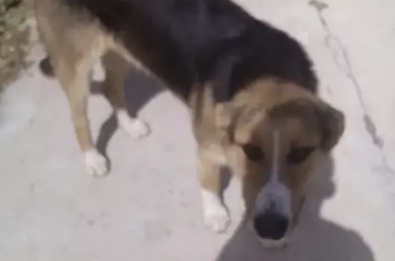 Найдена собака в Терпигорьево, Московская область