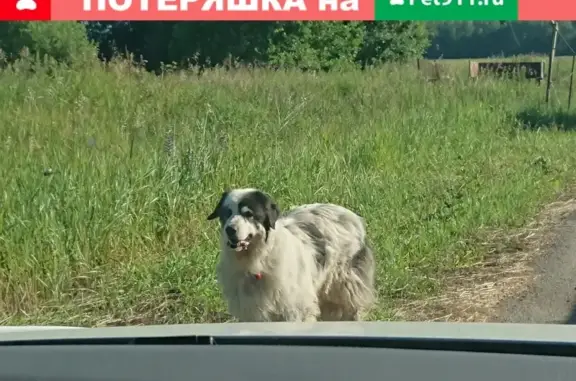 Найдена собака, деревня Митино, фото: Собака ищет хозяина в Митино, Московская область