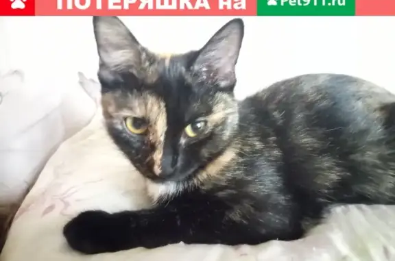 Пропала кошка Баста на улице Олонецкой, Москва