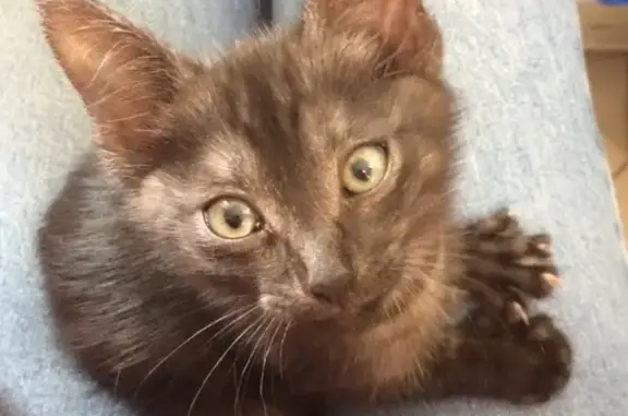 Найден котенок в Красноперекопском районе, ищет новый дом