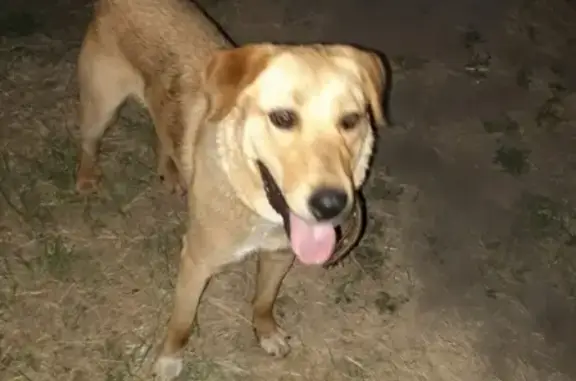 Найдена рыжая собака в Заборовке, Сызрань