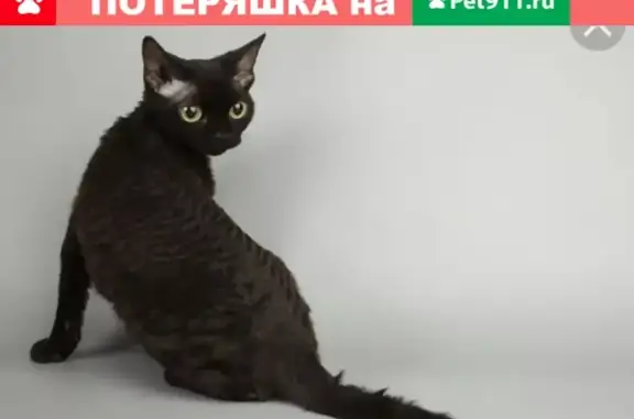 Пропал кот породы Девон-рекс на Весёлой балке, Волгоград