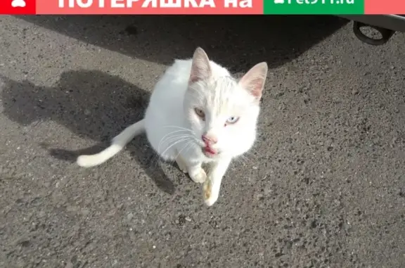 Найдена кошка на Кастанаевской, 41к5