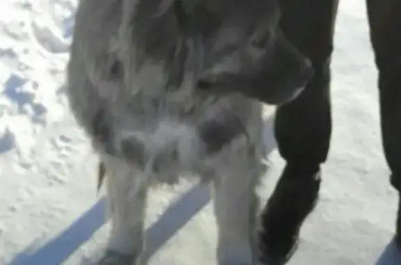 Пропала собака в Оричевском районе