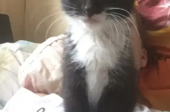 Потерянные животные Москва, фото: Пропала кошка Муся на Штурвальной улице