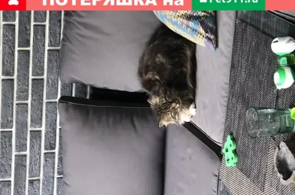 Найдена кошка в МО, Дмитровский район, деревня Агафониха.