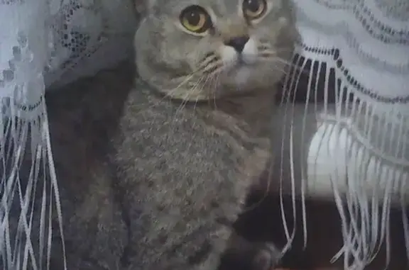 Пропала кошка Лёлик в Микрорайоне Западном, Бугульма