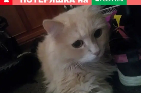 Кошки потеряшки, Колпашево, фото: Потеряшка кот Тиша на улицах Мичурина и Мирная в Колпашево