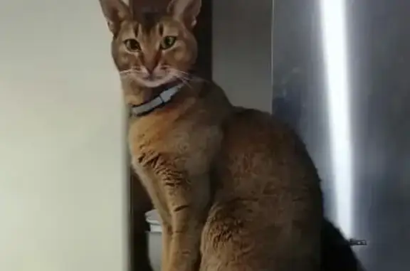 Кошки потеряшки, Киров, фото: Потеряшка кошка в районе Елки парка, Киров.