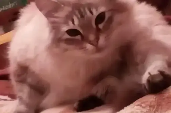 Кошки потеряшки, Ижевск, фото: Потеряшка кошка на ул. Тимирязева в Ижевске