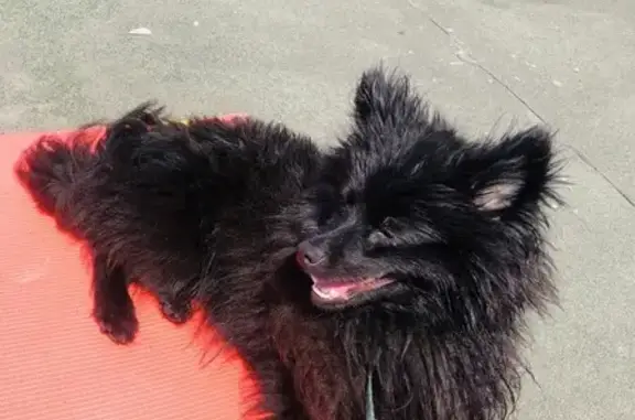 Собаки потеряшки, Москва, фото: Потеряшка шпиц Эдгар, щёлковское шоссе 79к1