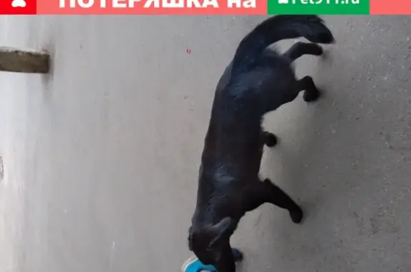 Найдена собака на Софийской улице, Санкт-Петербург.