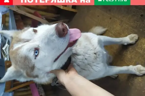 Собака с разными глазами найдена в Ульяновске