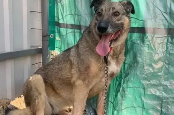 Пропала собака Люси в Раменском