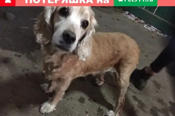 Найдена собака в Саратове, ищем хозяев