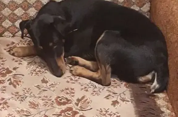 Пропала собака «Макс» в Зеленоградске