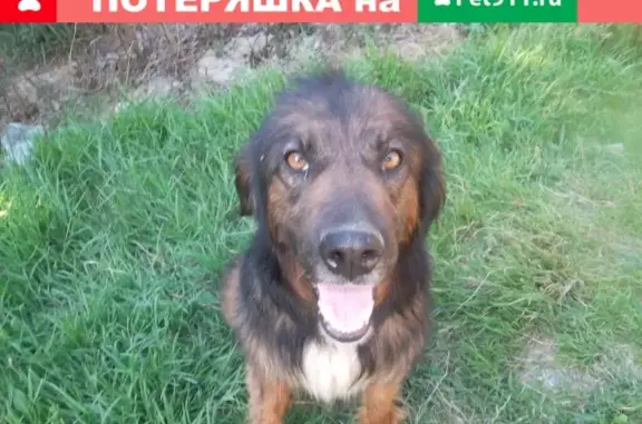 Найден молодой пес в Сочи, ищет новый дом
