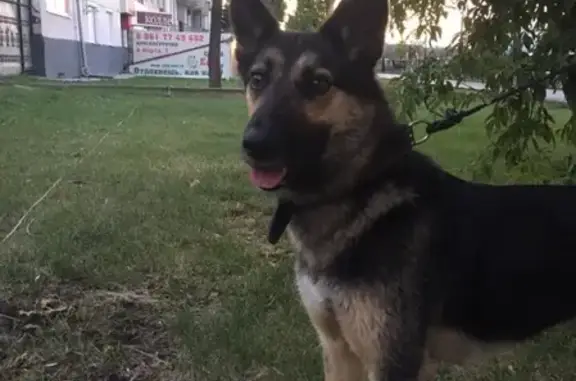 Найдена собака на Ленина-8 Марта