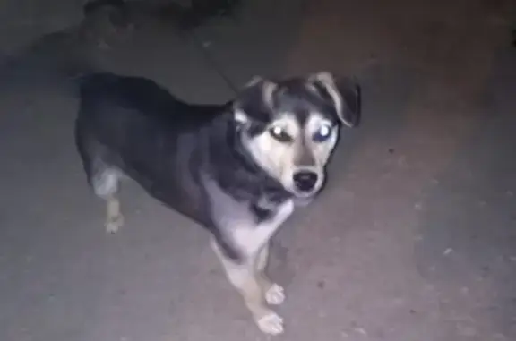 Пропала собака в Сибае, 34й квартал!