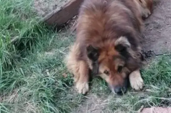 Пропала собака Бим в деревне Бакули, Кировская область