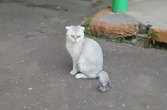 Потерялась домашняя кошка на ул. Пионерская, Биробиджан