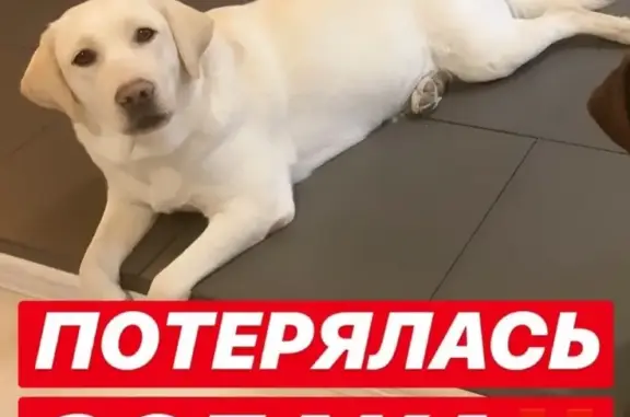 Пропала собака лабрадор в Ханты-Мансийске, помогите найти!