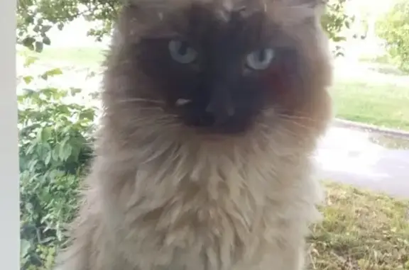 Найдена кошка в Верхней Пышме, окрас сиамский