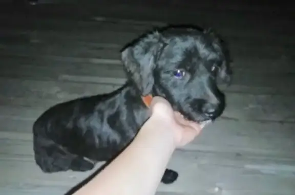 Найдена маленькая черная собака в центре, Валуйки.